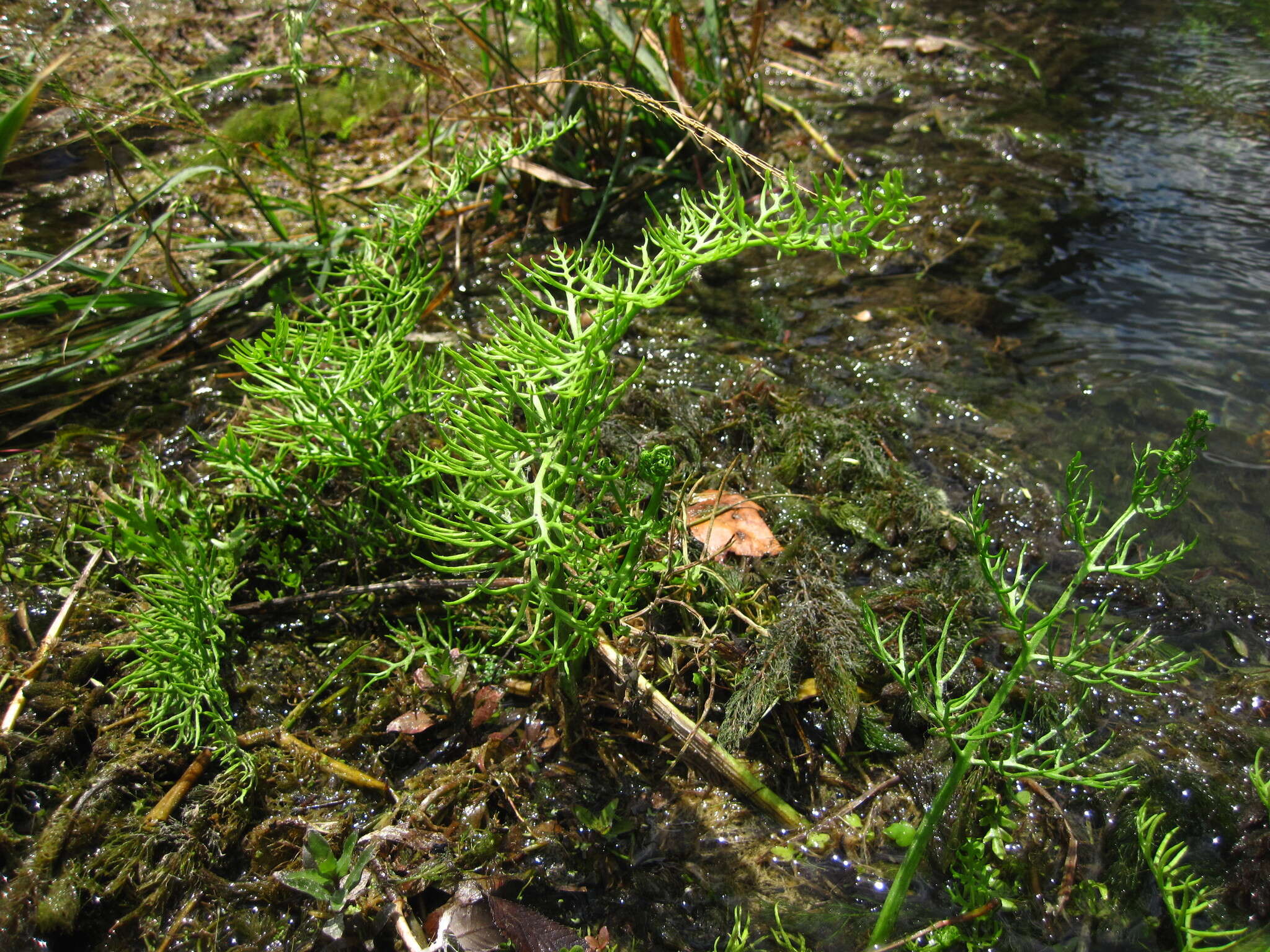 Image of watersprite