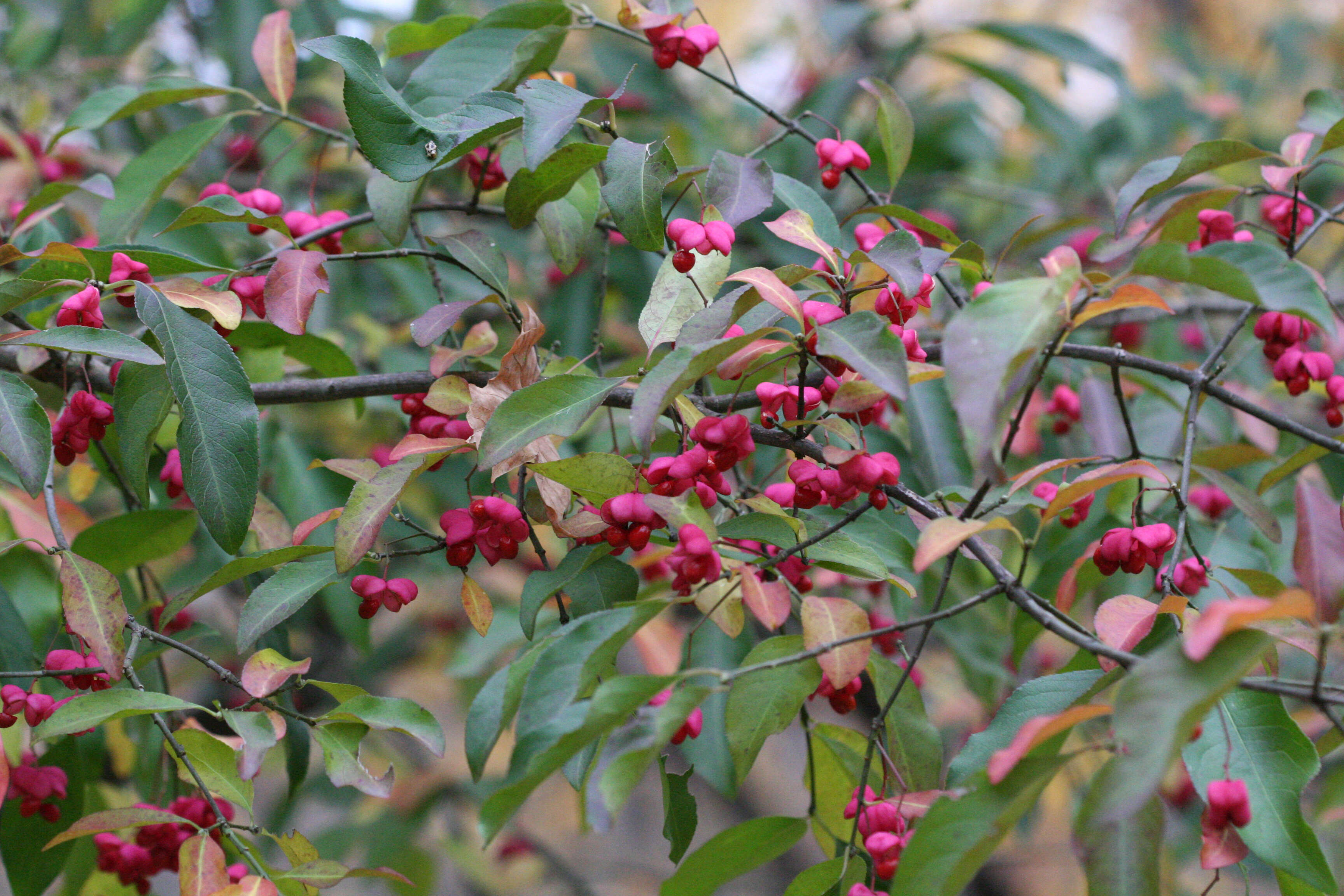 Image of Common spindle tree