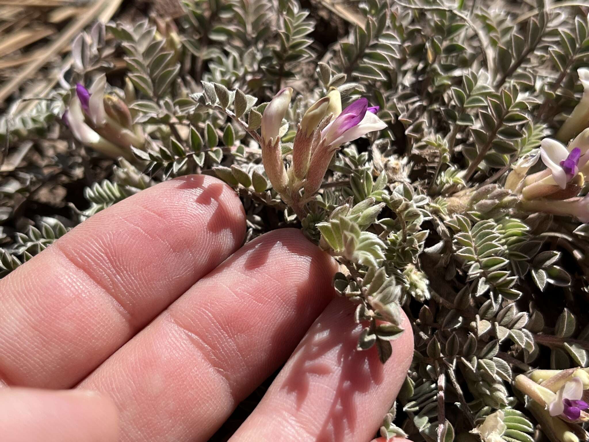 Sivun Astragalus castaneiformis S. Wats. kuva