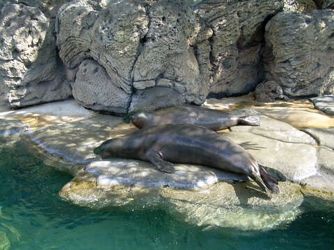 Image of Hawaiian Monk Seal