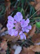 Image of Scabiosa triandra L.