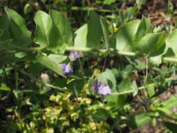 Image of Kickxia commutata subsp. graeca (Bory & Chaub.) R. Fernandes