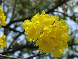 Image of Handroanthus albus (Cham.) Mattos