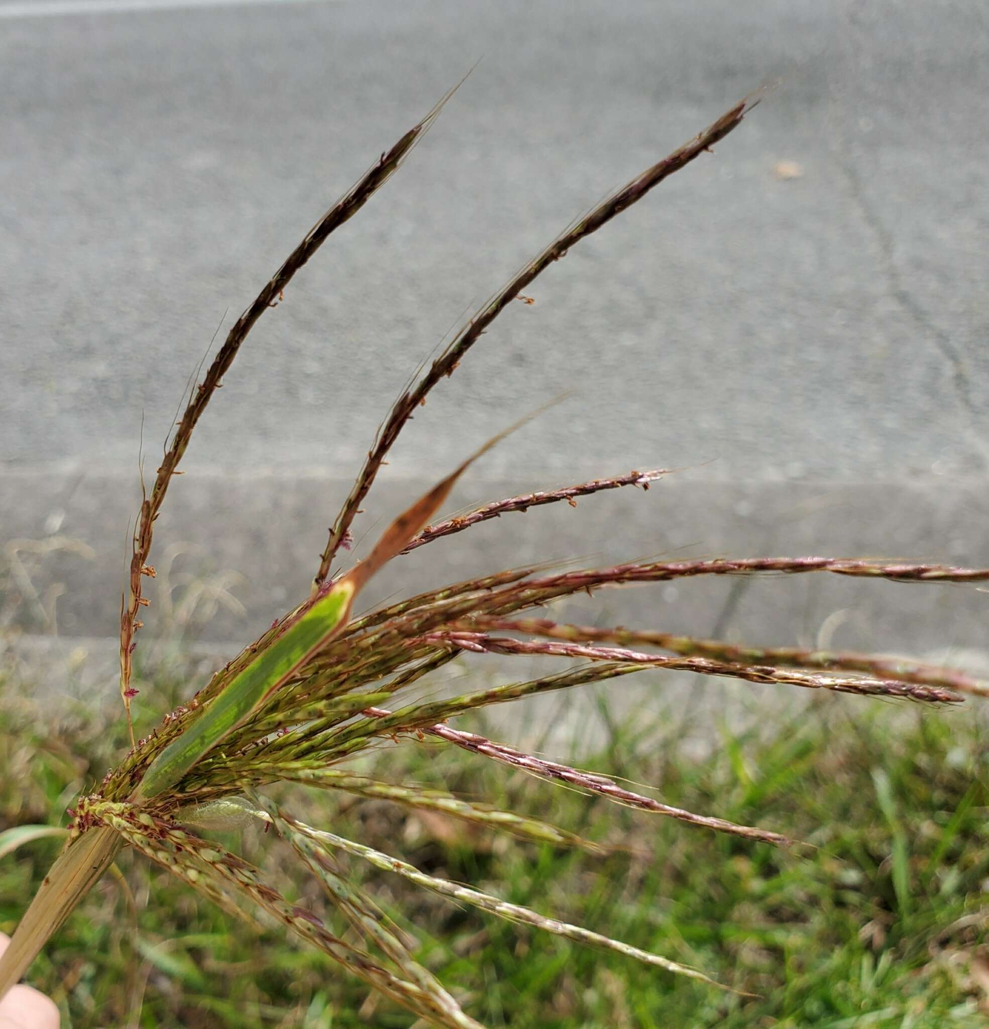 Image of pitted beardgrass
