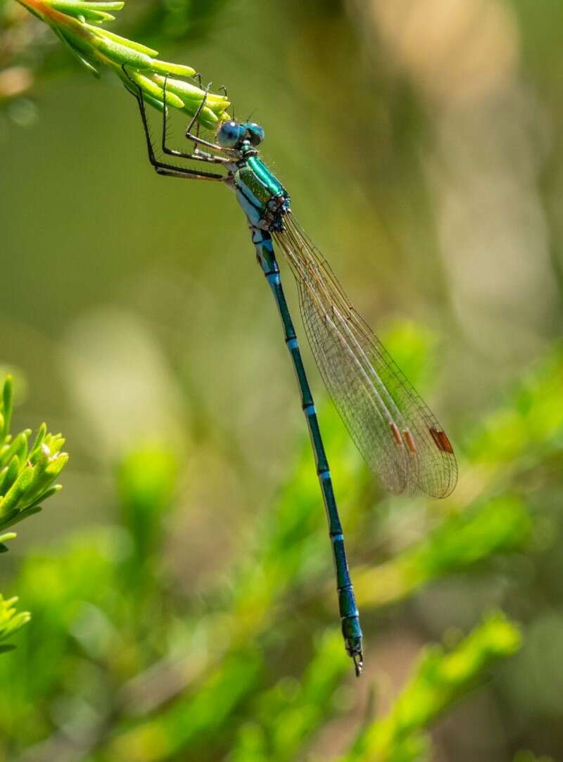 Image of Austrolestes cingulatus (Burmeister 1839)