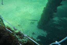 Image of Australian barracuda