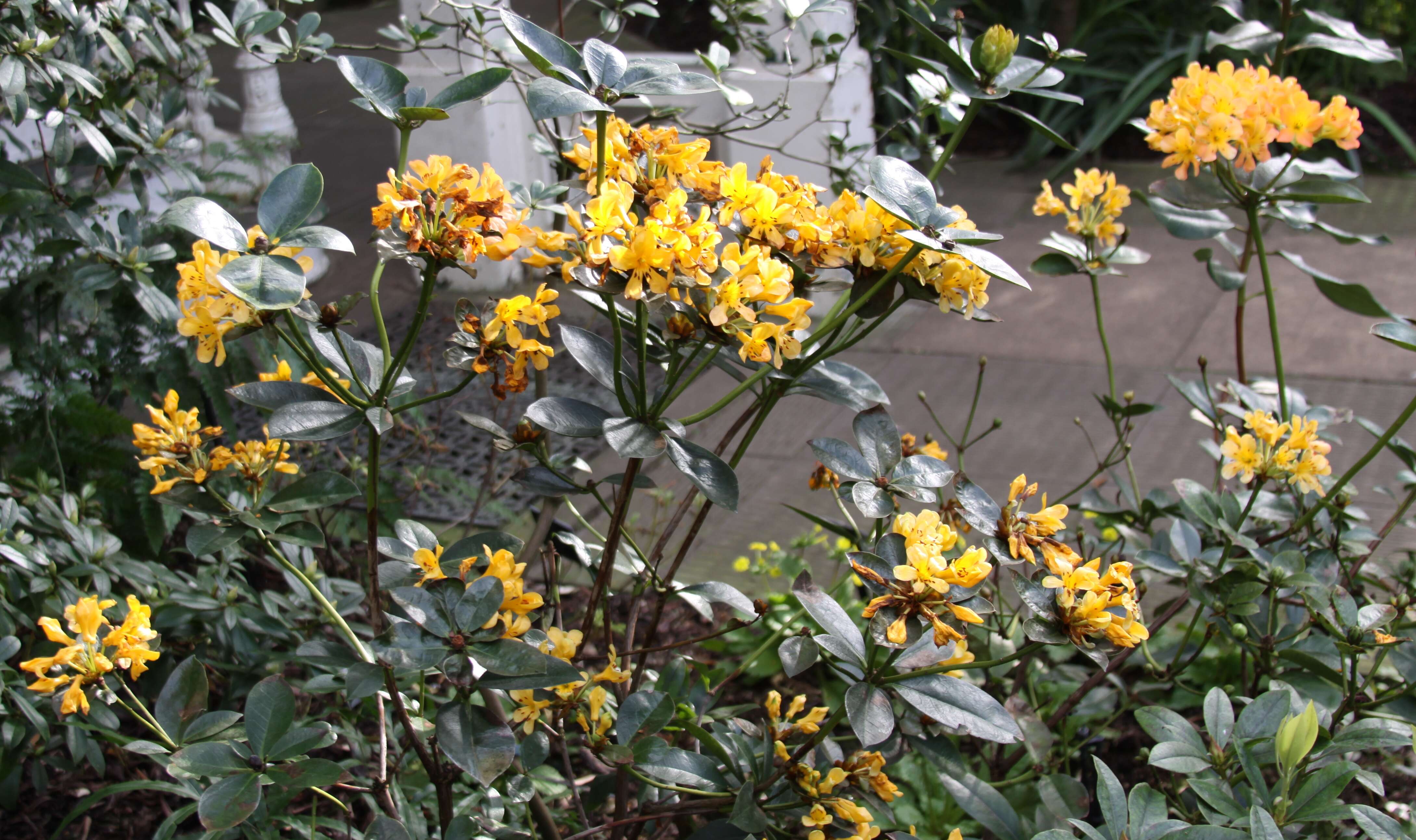 Imagem de Rhododendron macgregoriae F. Muell.