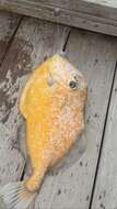 Image of Orange Filefish