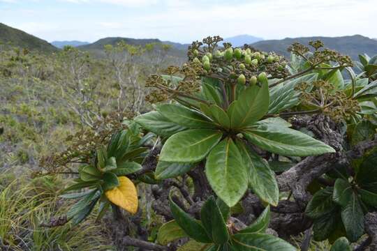 Imagem de Apiopetalum velutinum Baill.