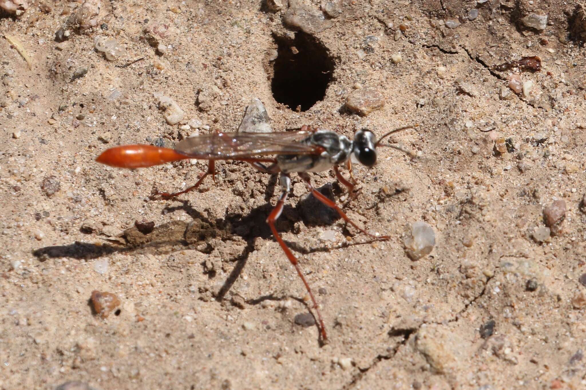 Слика од Ammophila aberti Haldeman 1852