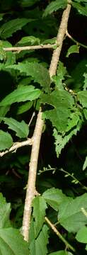 Sivun Hibiscus colimensis P. A. Fryxell kuva