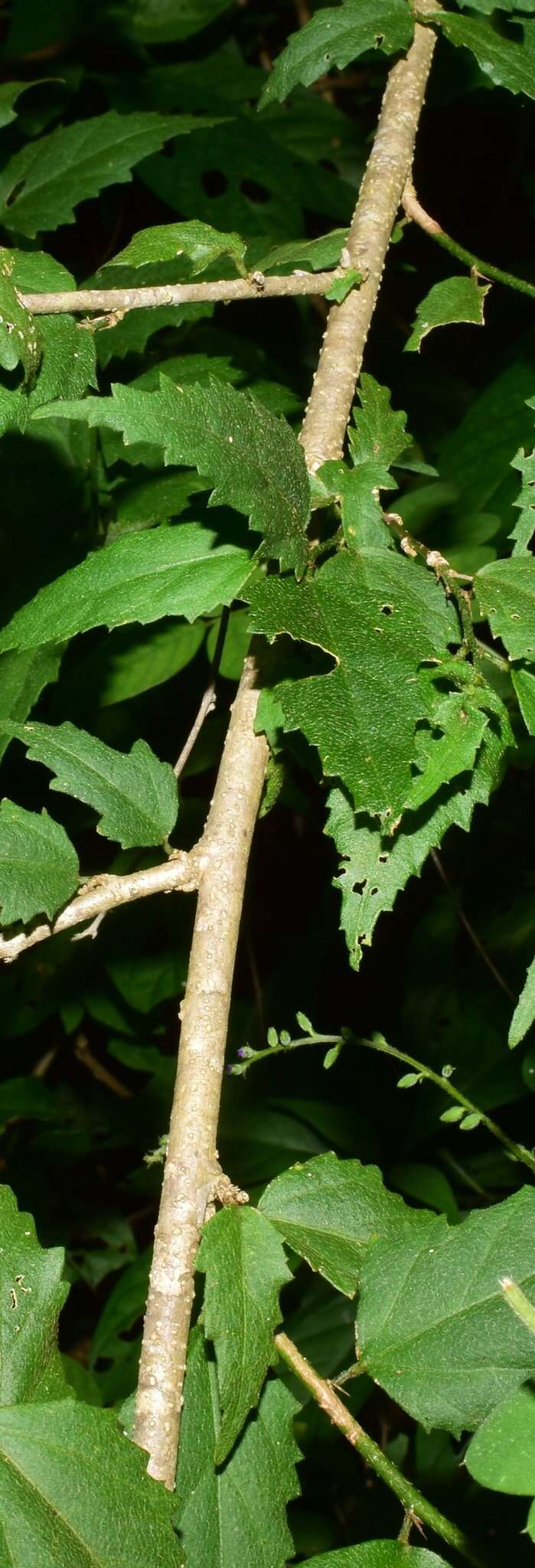 Sivun Hibiscus colimensis P. A. Fryxell kuva