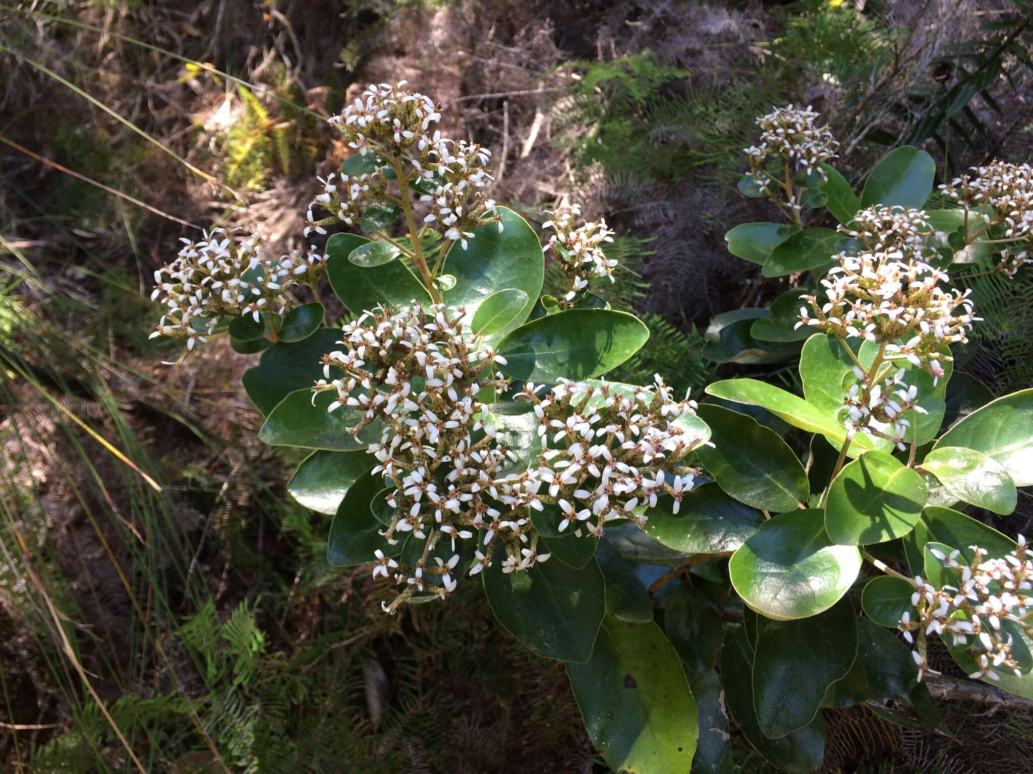 Imagem de Olearia townsonii Cheeseman