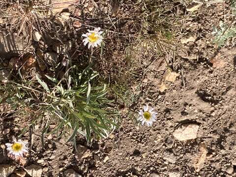 Image of Eaton's fleabane