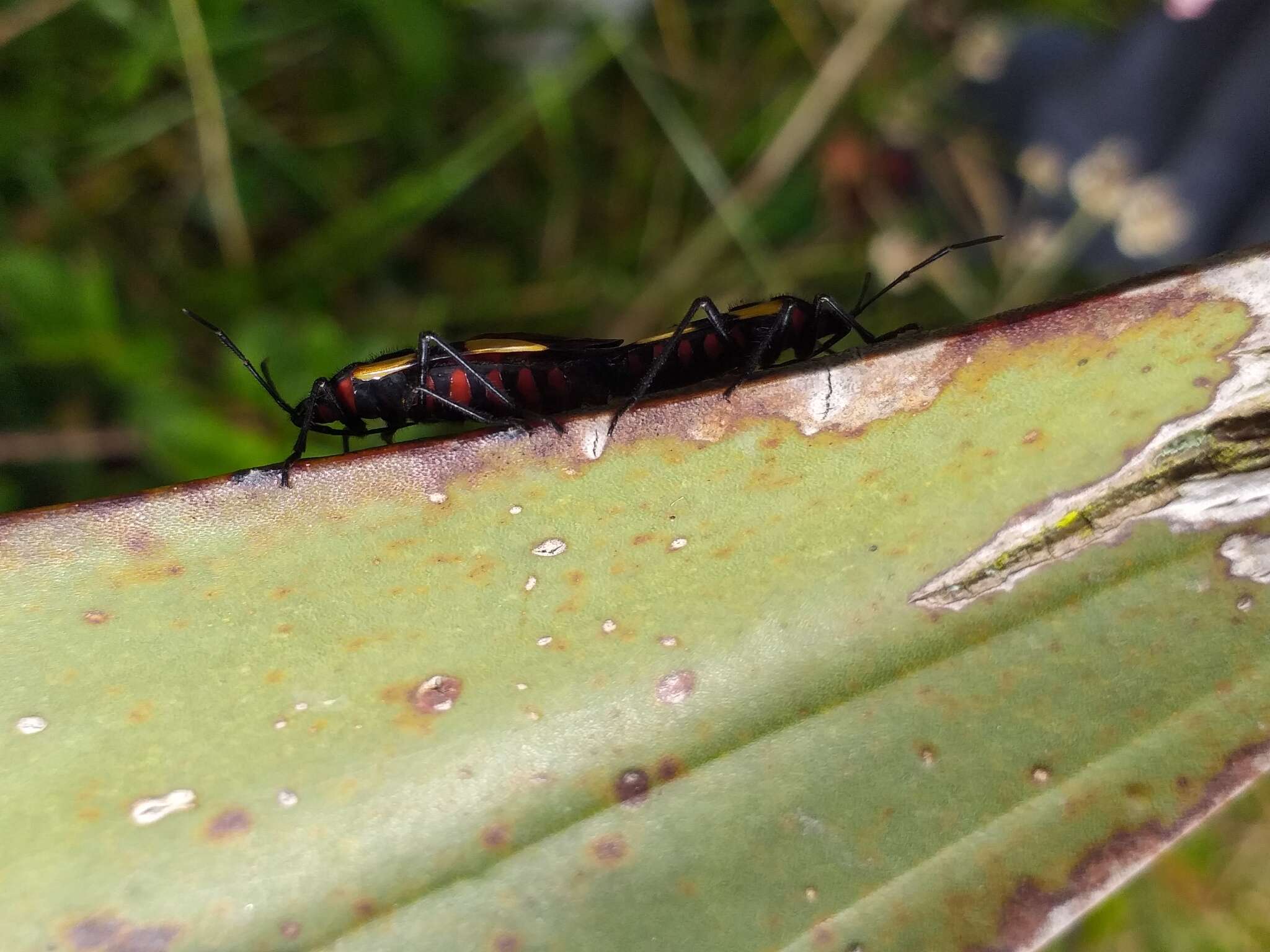 Image of Oncopeltus (Oncopeltus) orourkeae Faúndez & Rocca 2017