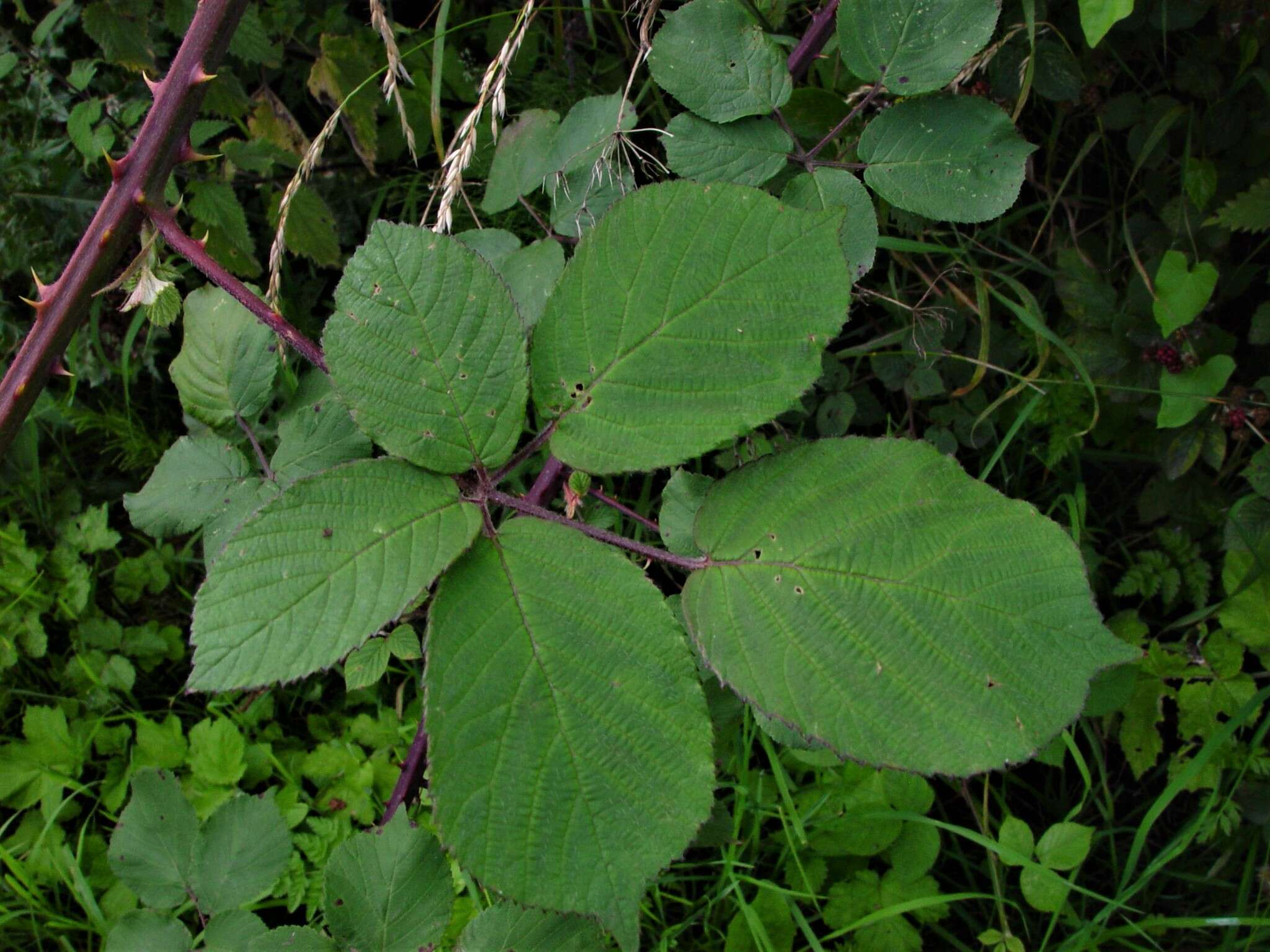 Image of Rubus robiae (W. C. R. Watson) Newton