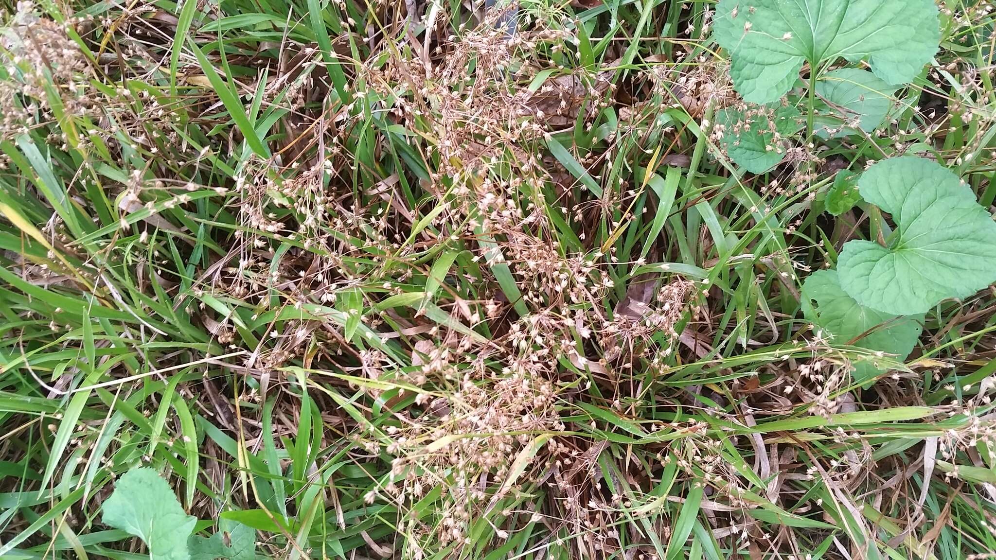 Image of hairy woodrush