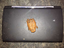 Image of Common Rain Frog