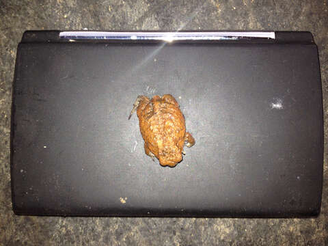 Image of Common Rain Frog