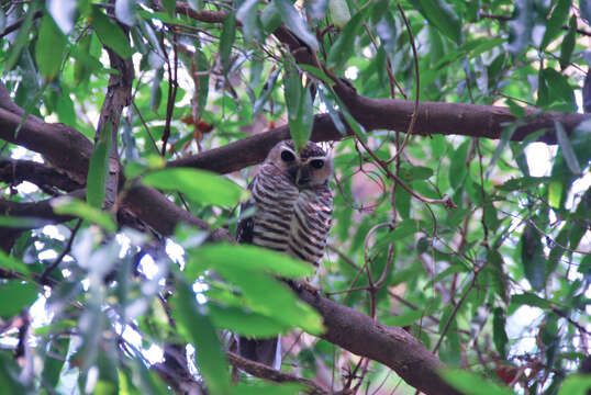 Image of White-browed Owl