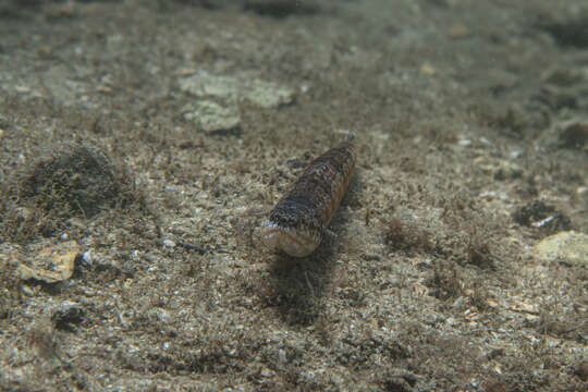 Image of Lighthouse lizardfish