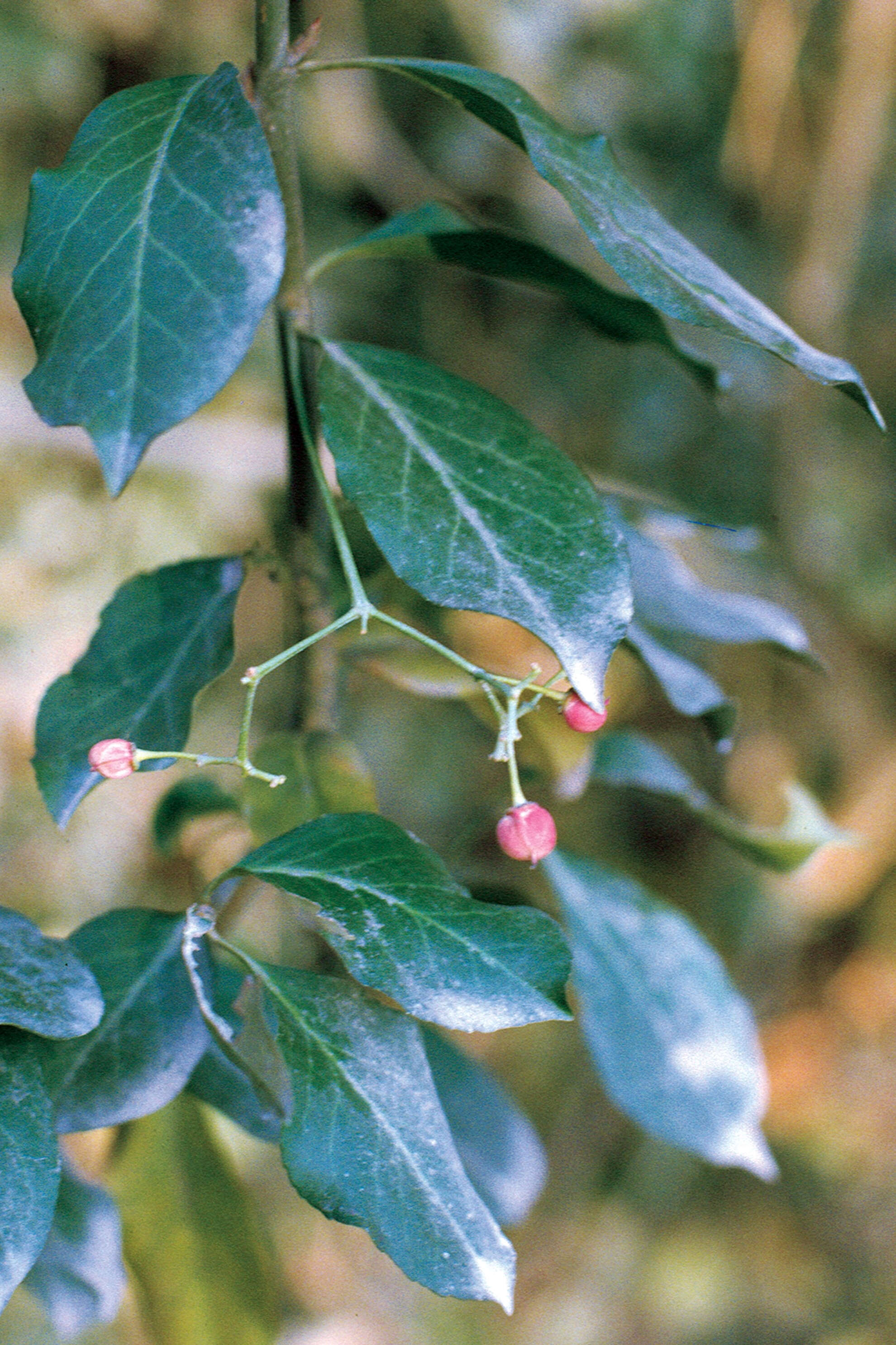 Image of Fortune's Spindle