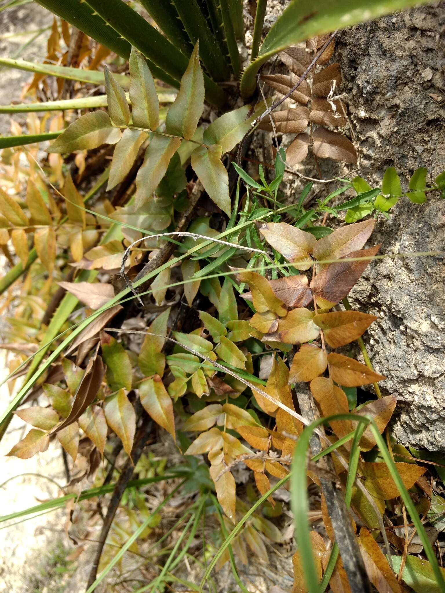 Image of Mexican fern