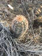 Image of Bailey's Hedgehog Cactus