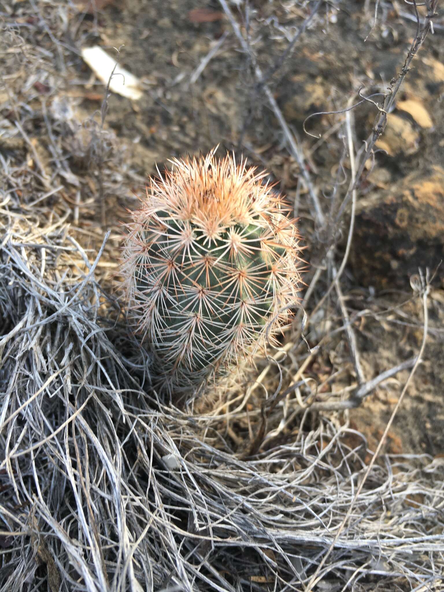 Image of Bailey's Hedgehog Cactus