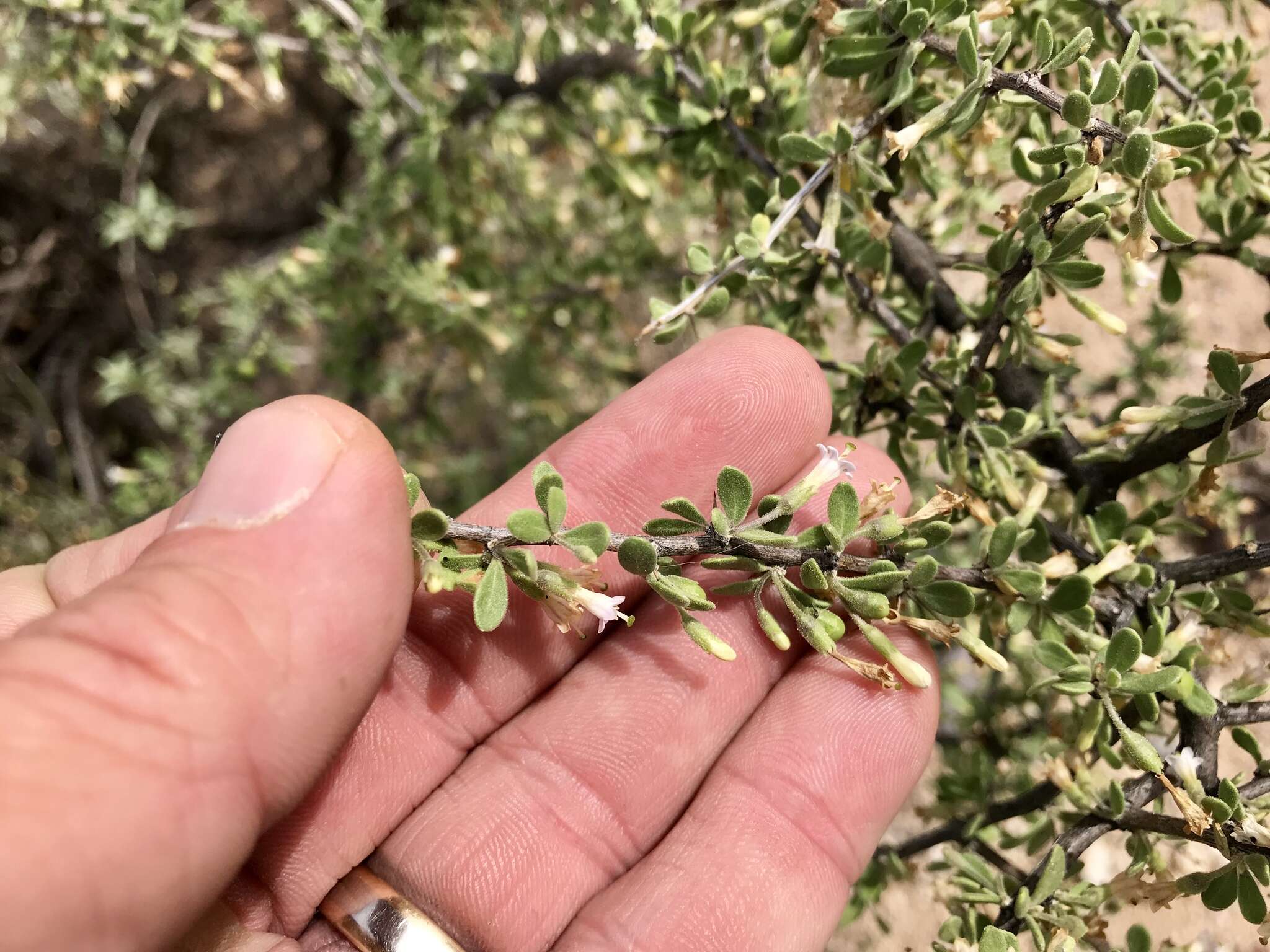 Image of Arizona desert-thorn