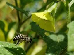 Image of Broad-footed Cellophane Bee