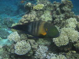 Image of Broomtail wrasse