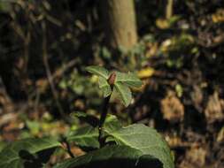 Image of Fortune's Spindle