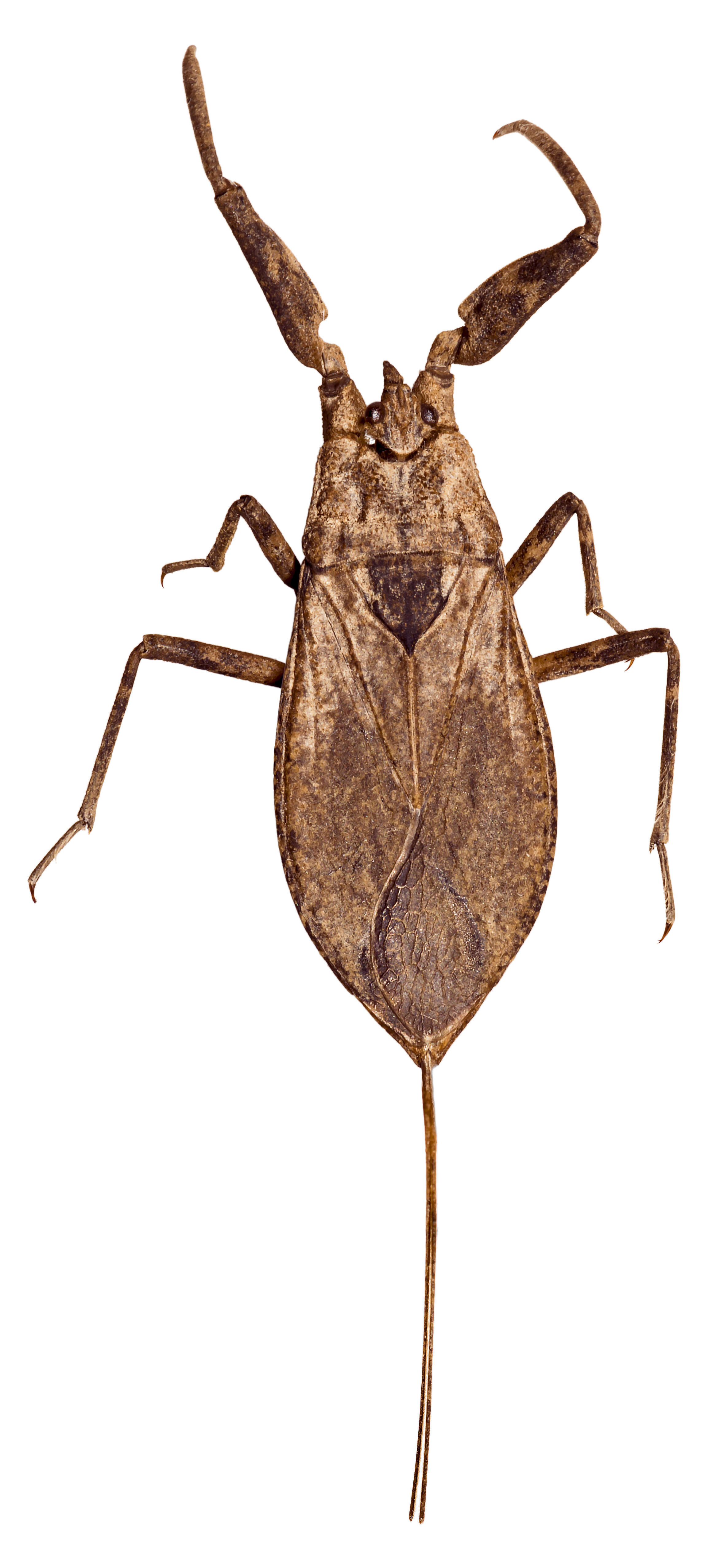 Image of Nepa Linnaeus 1758