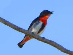 Image of Mistletoebird