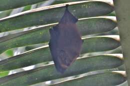 Image of Short-eared Bat