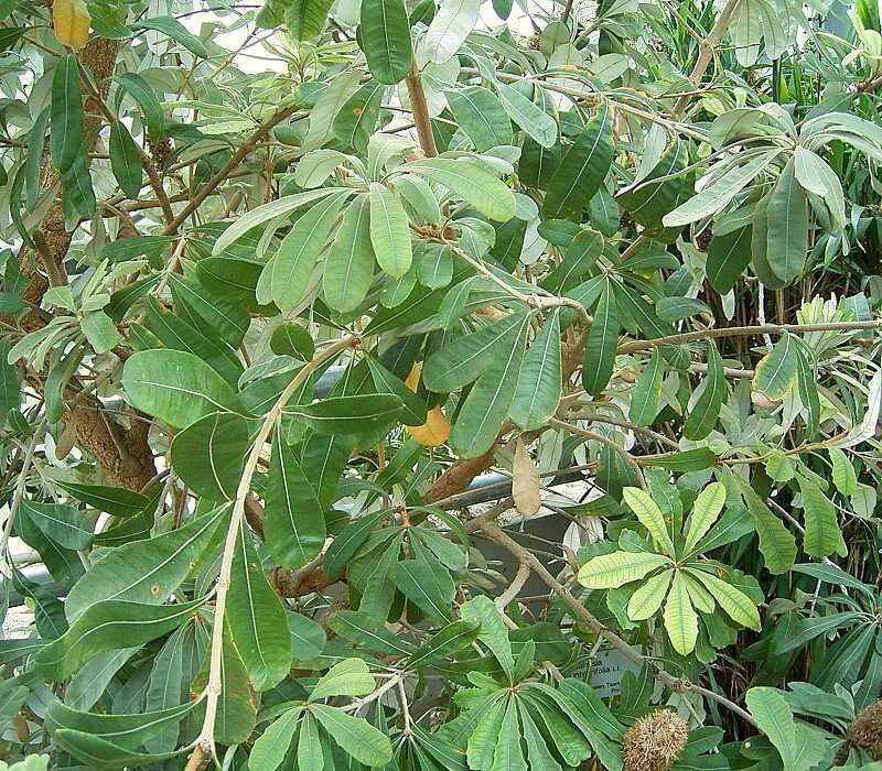 Imagem de Banksia integrifolia L. fil.