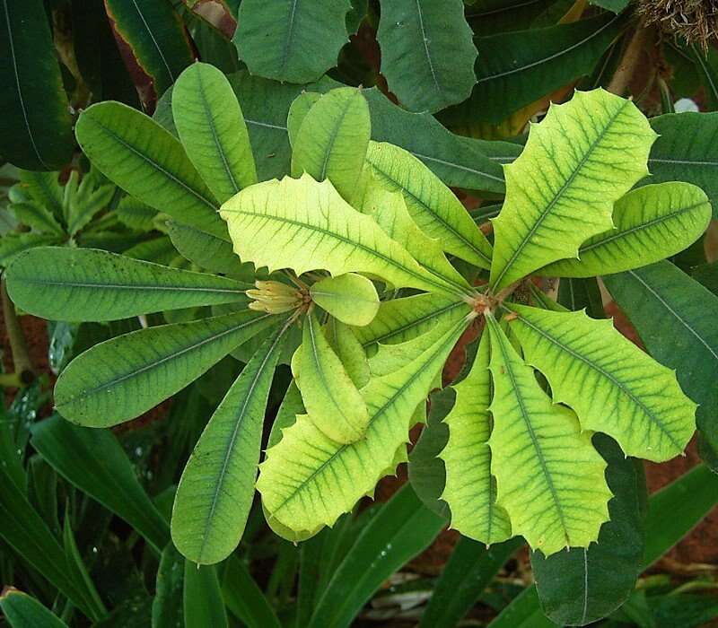 Imagem de Banksia integrifolia L. fil.