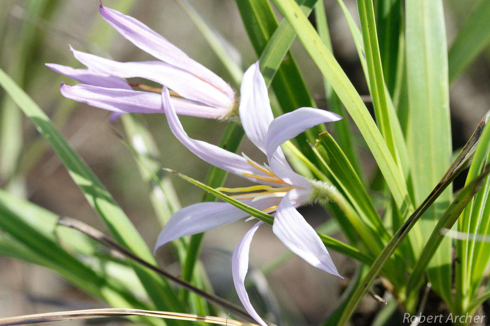 Image of Black-stick lily