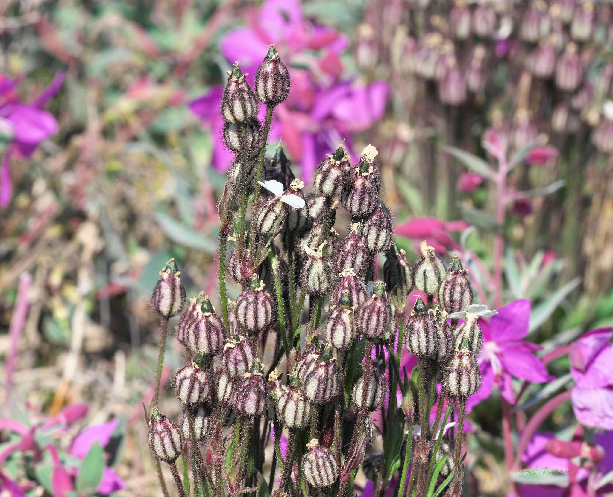 Image of arctic catchfly