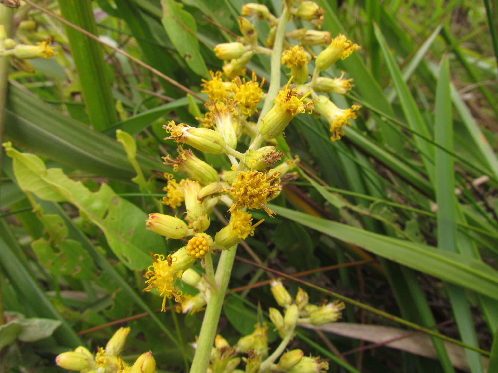 Image of Senecio westermanii Dusen