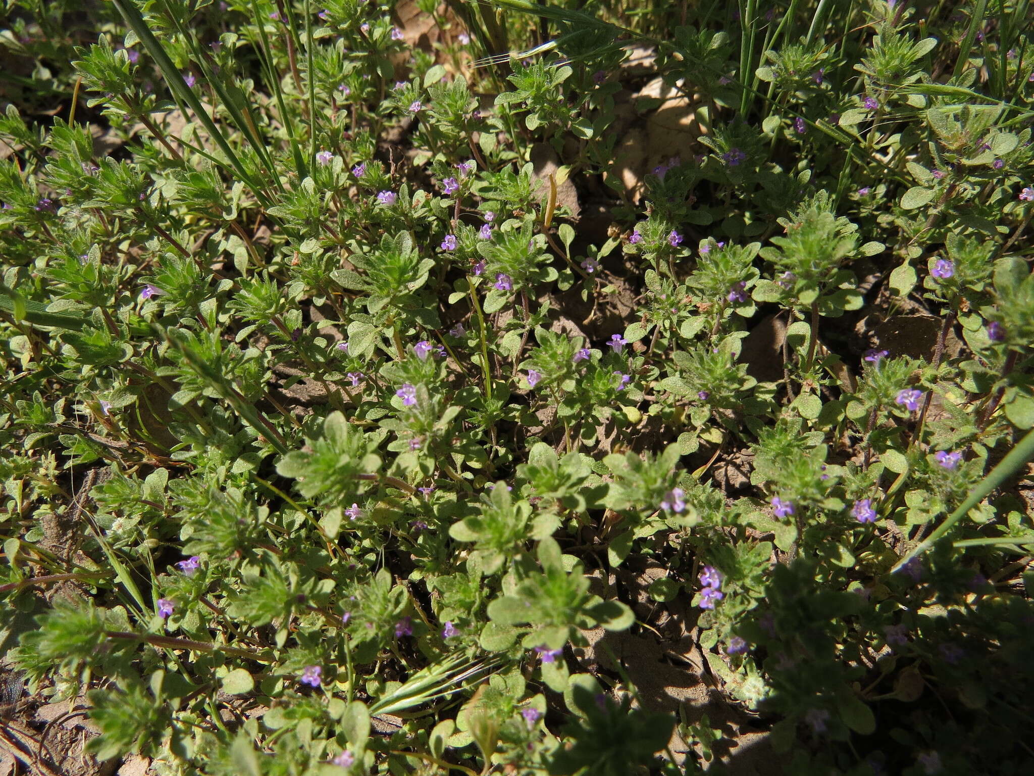 Pogogyne serpylloides (Torr.) A. Gray resmi