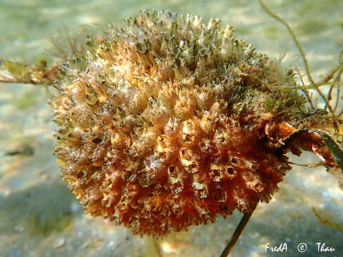 Image of Ascidian