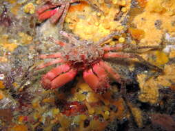 Image of rugose spider crab