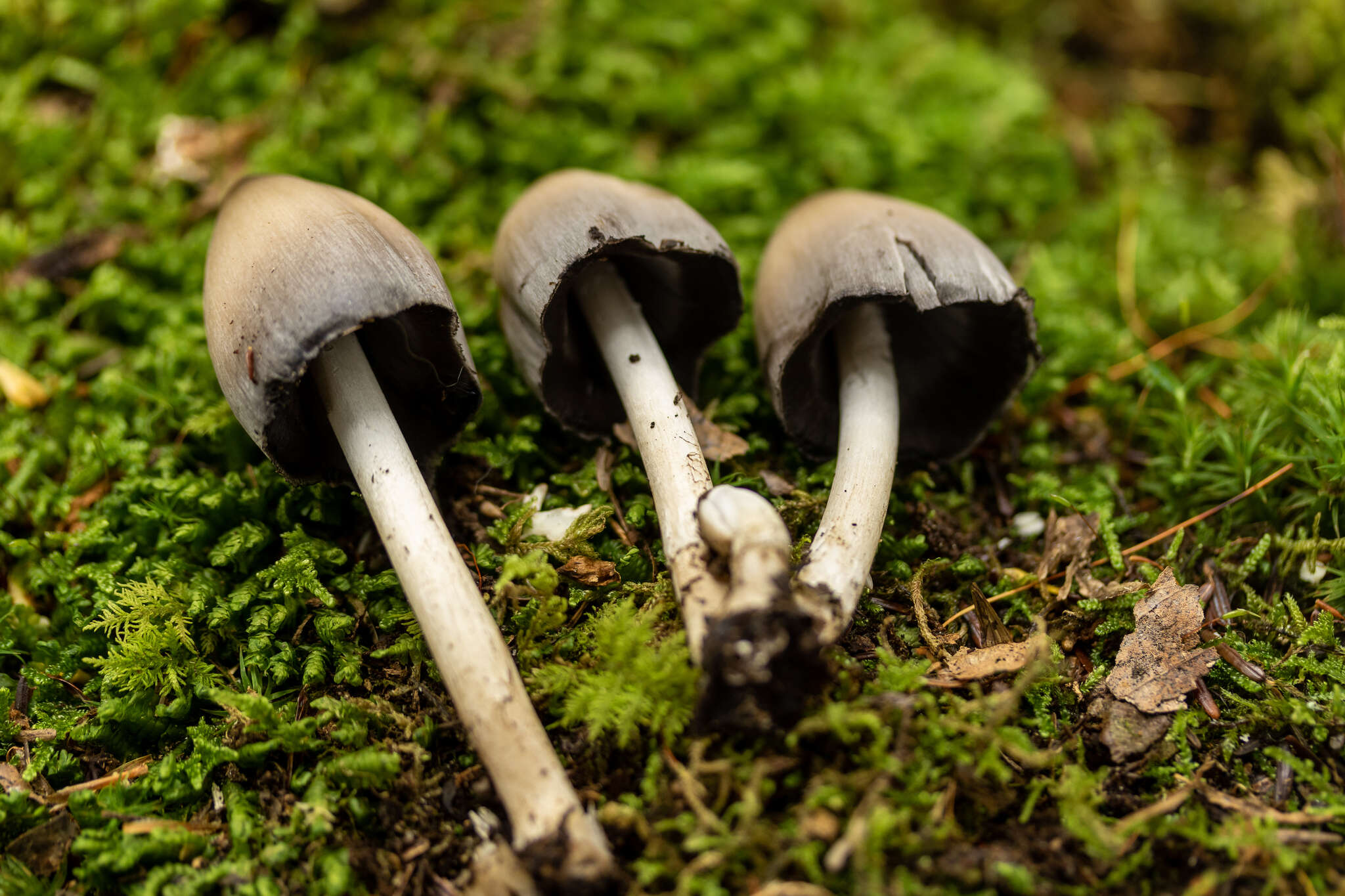 Coprinopsis pinguispora (Bogart) Redhead, Vilgalys & Moncalvo 2001的圖片