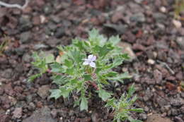 Image of Great Basin langloisia