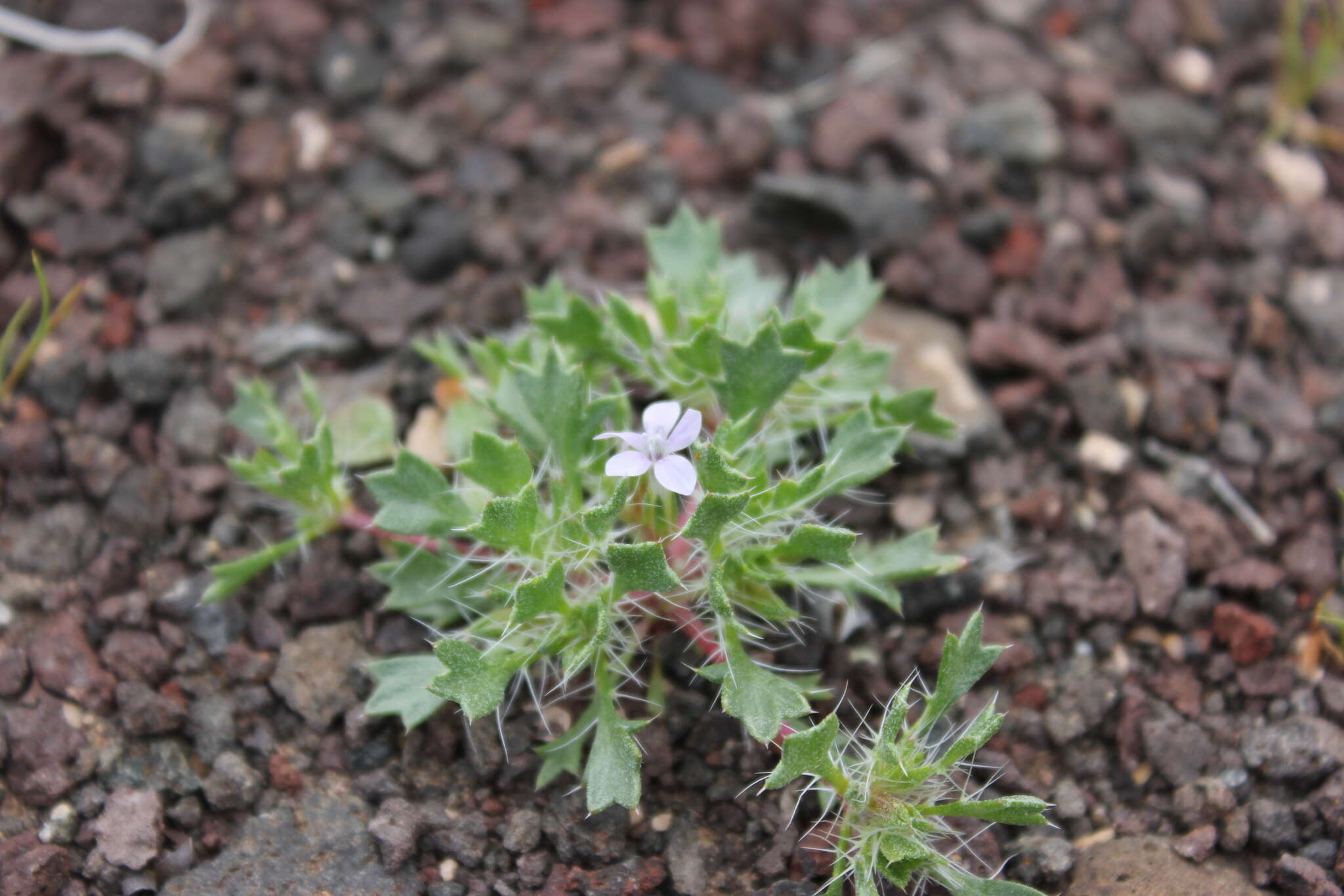 Image of Great Basin langloisia