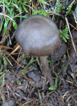 Tephrocybe resmi