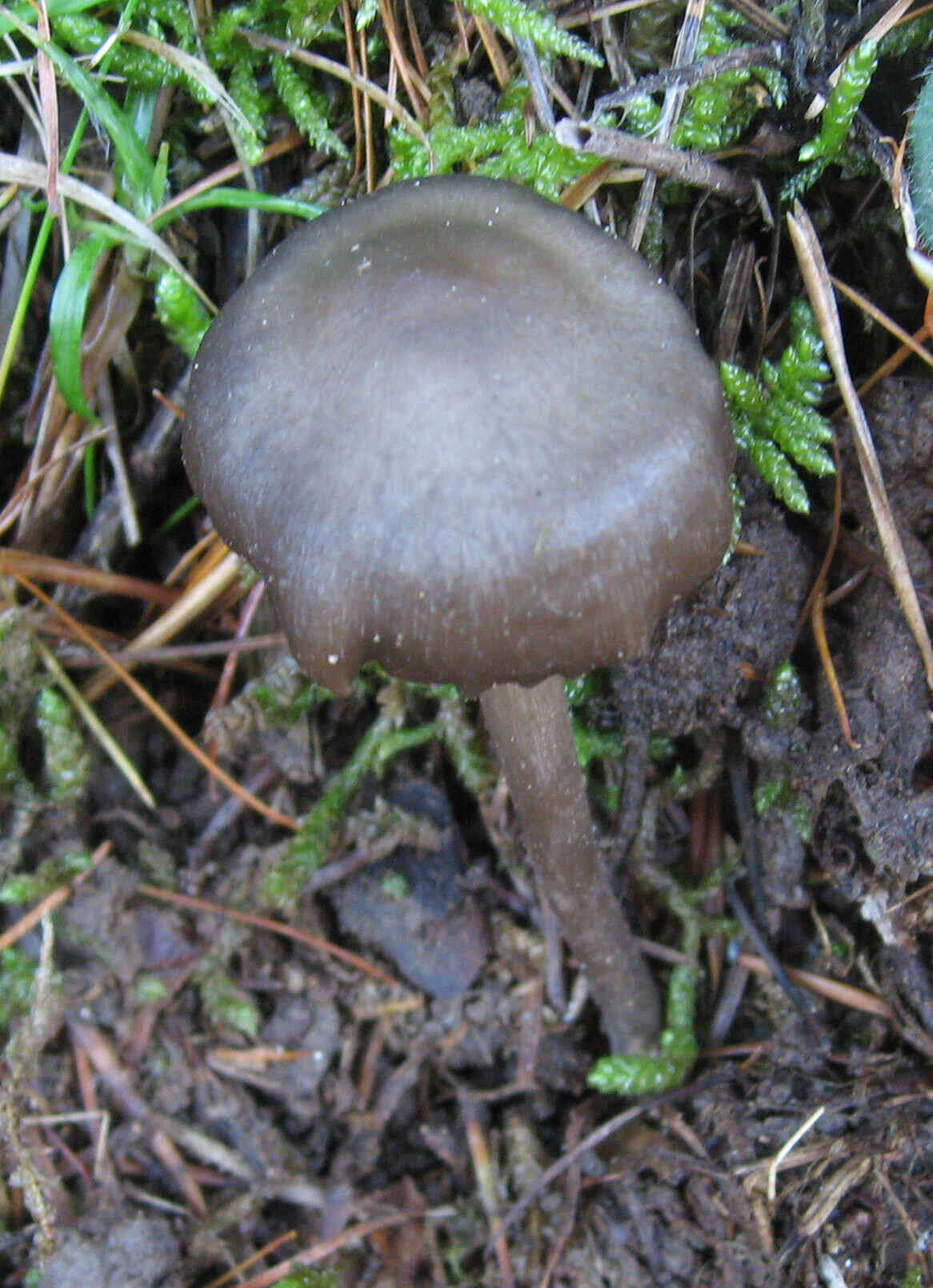 Sivun Tephrocybe kuva