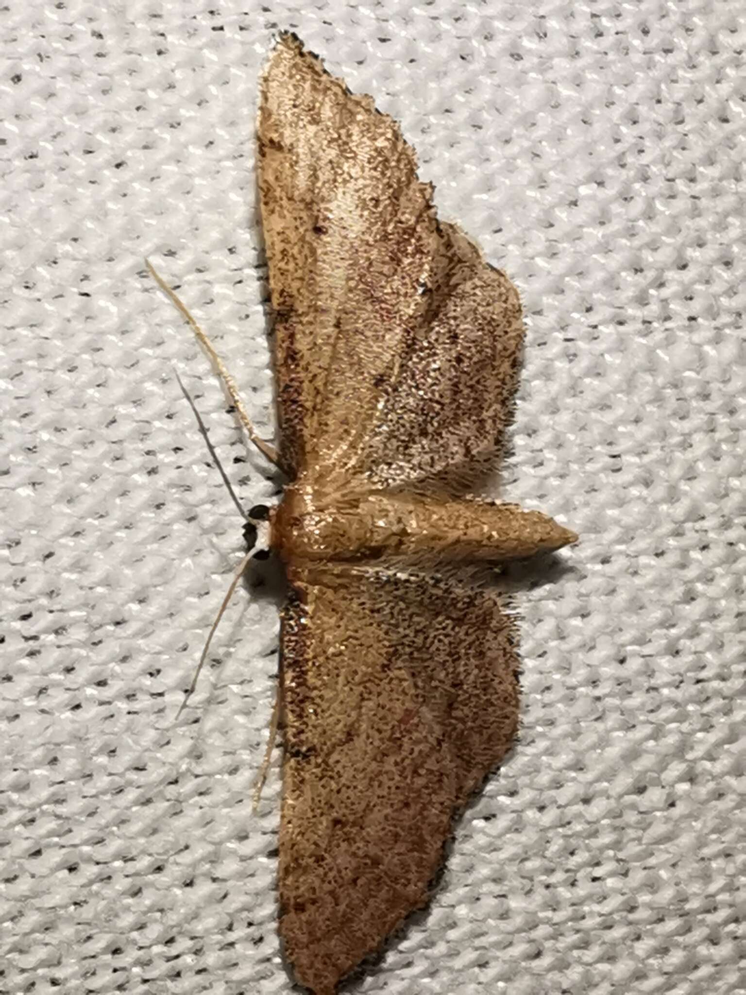 Image of Idaea infirmaria Rambur 1833